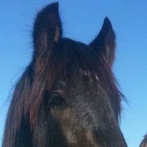 Meet your Posher, Andy